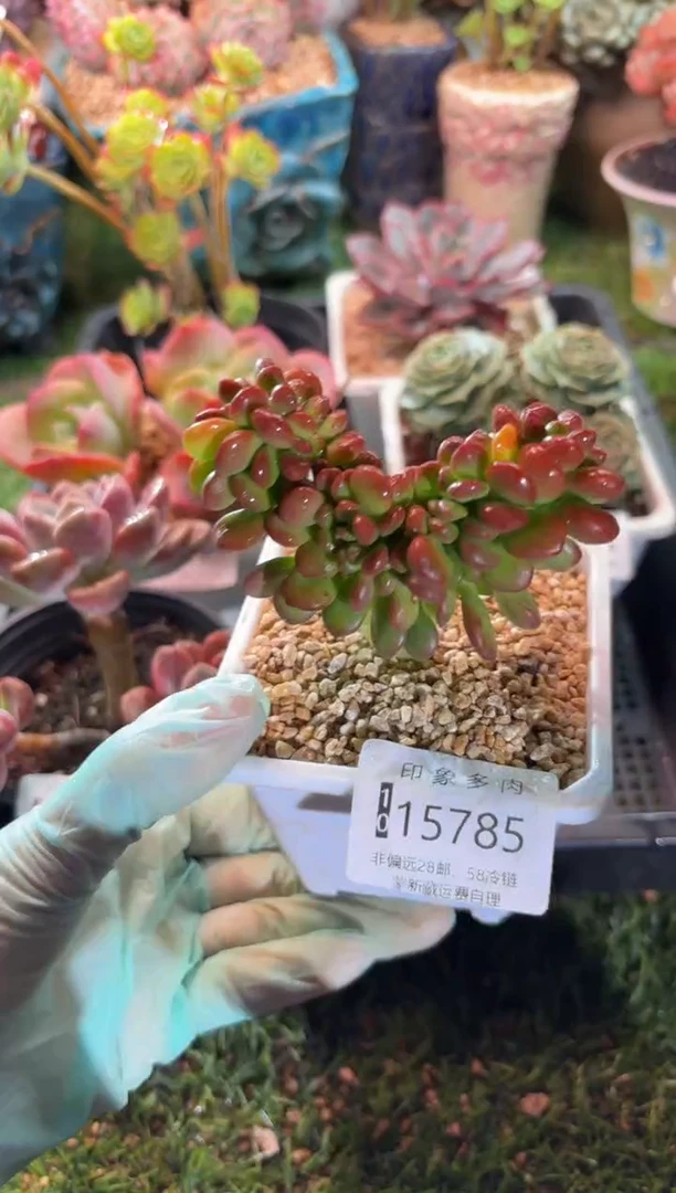 【闪购商品】15785