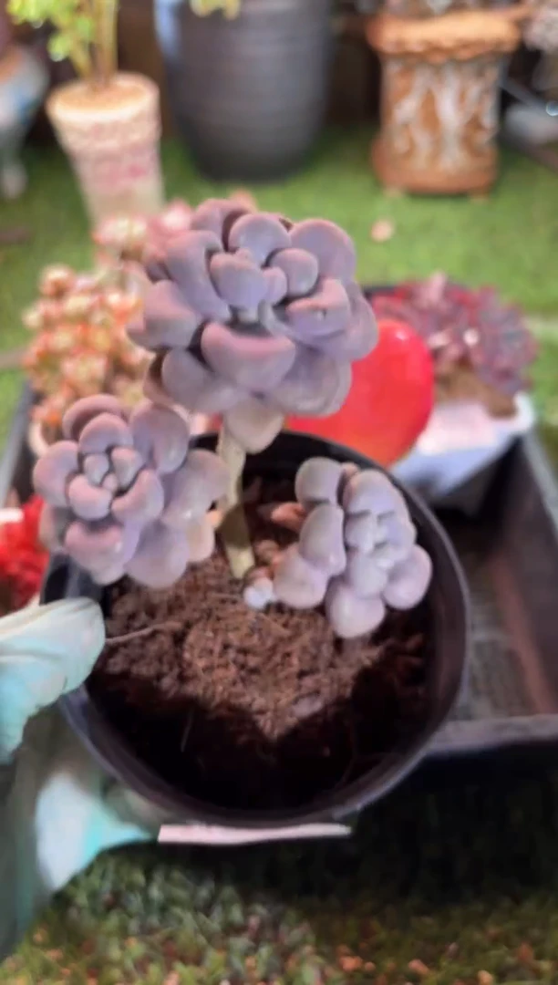 【闪购商品】18678