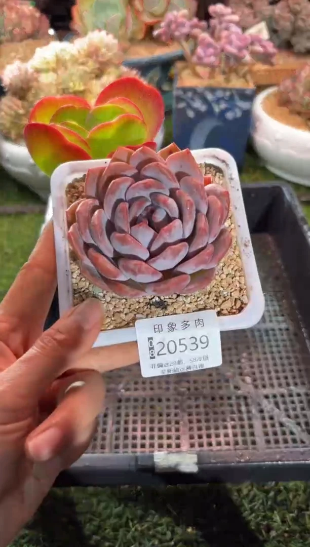 【闪购商品】20539
