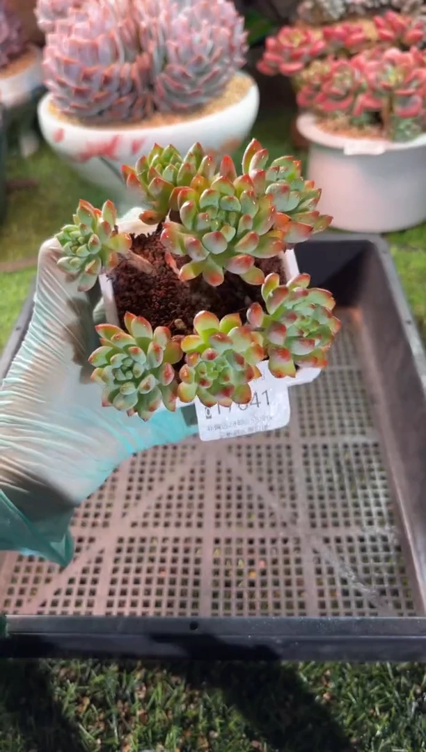 【闪购商品】17641