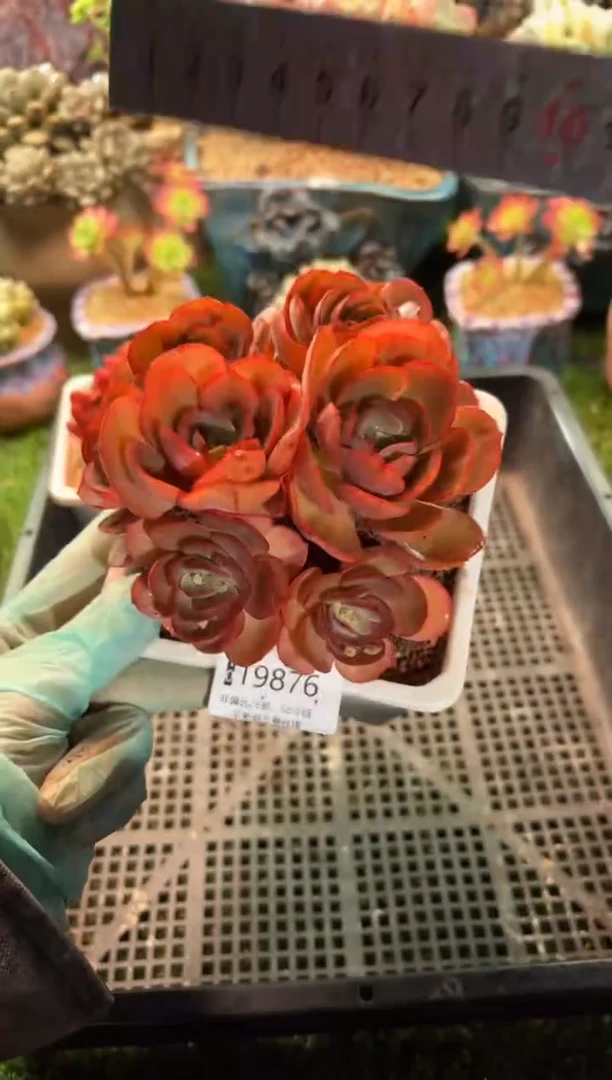 【闪购商品】19876