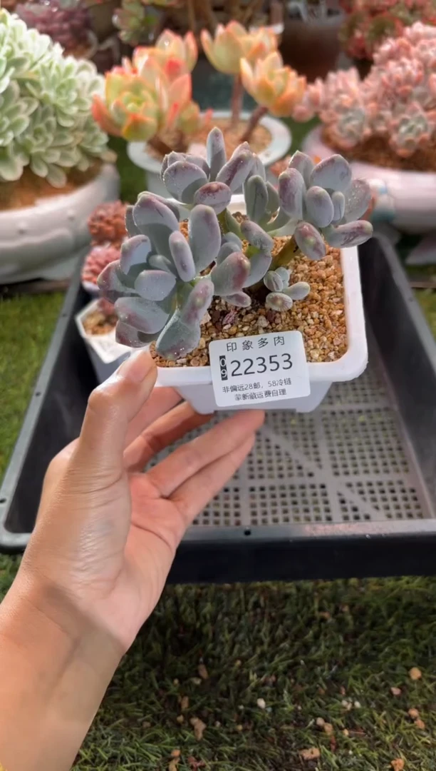 【闪购商品】22353