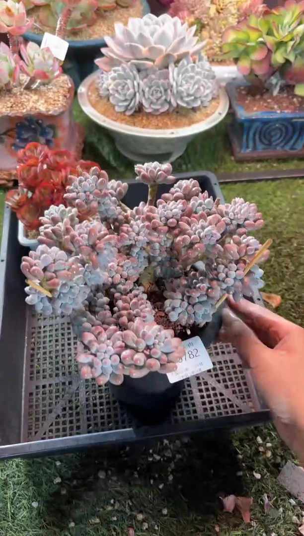 【闪购商品】10782