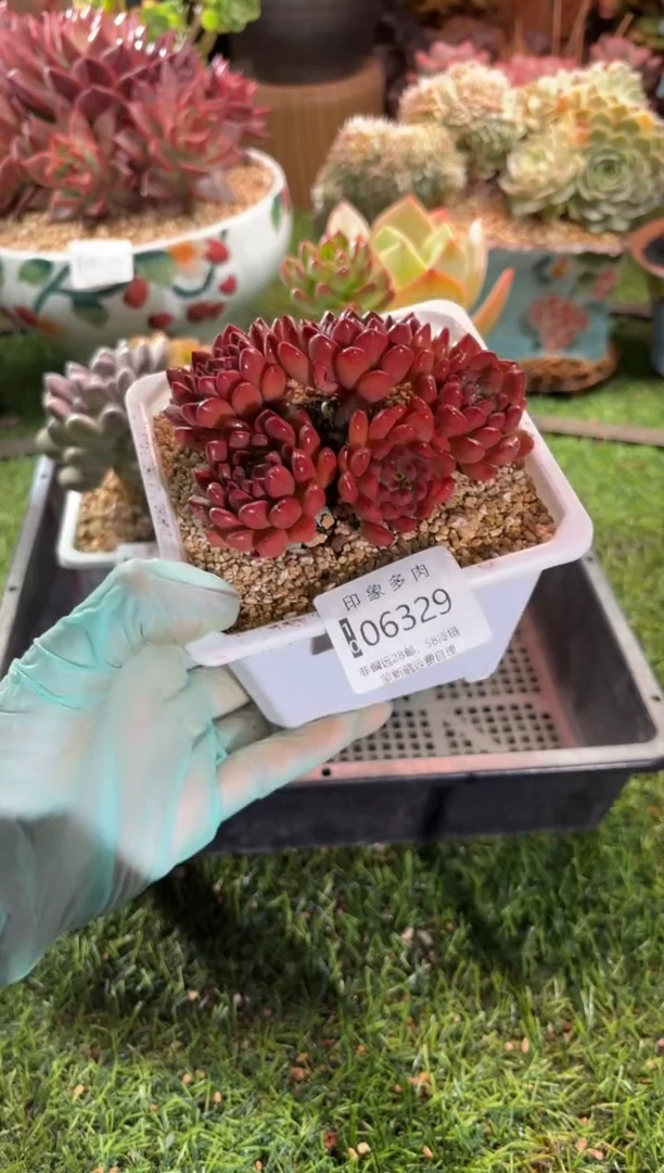 【闪购商品】06329