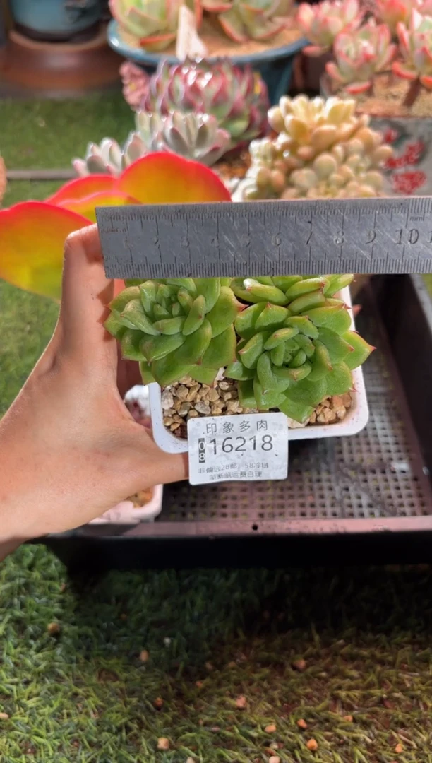 【闪购商品】16218