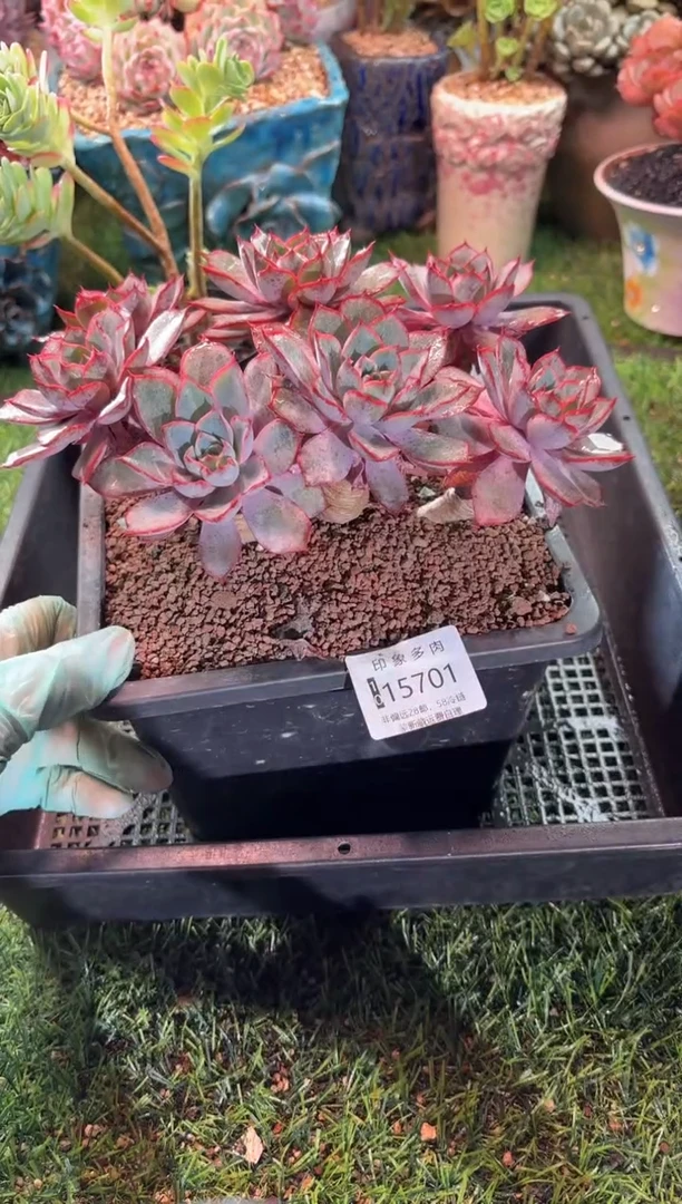 【闪购商品】15701