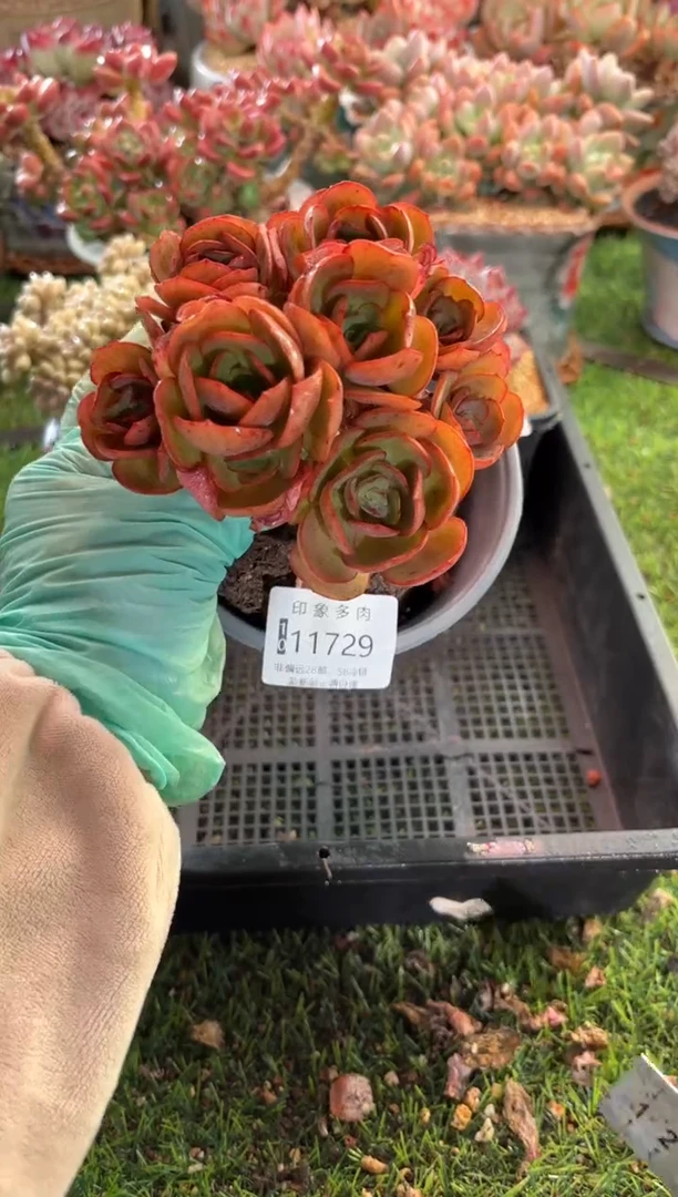 【闪购商品】11729