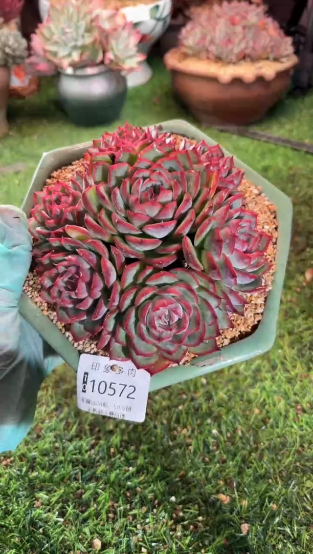 【闪购商品】10572