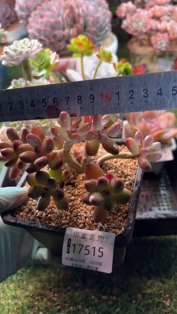 【闪购商品】17515