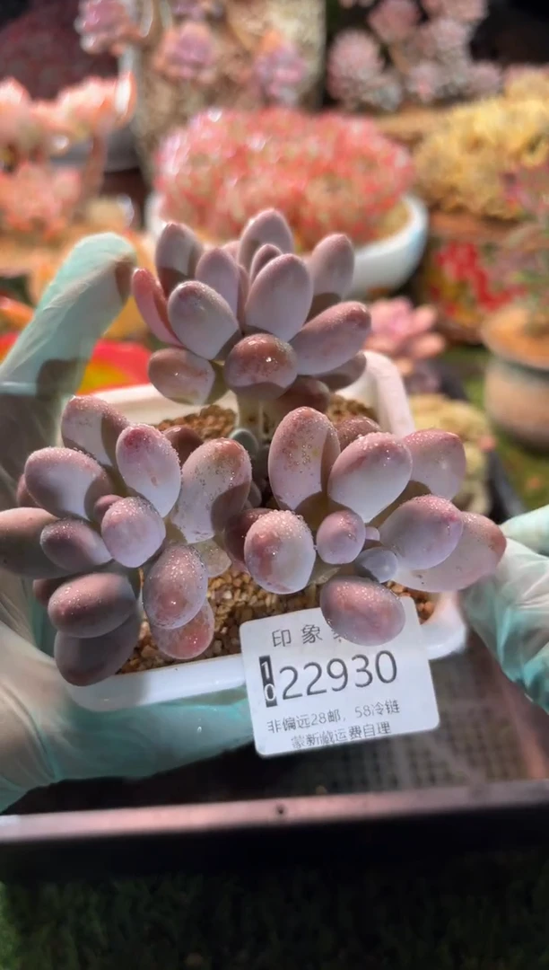 【闪购商品】22930