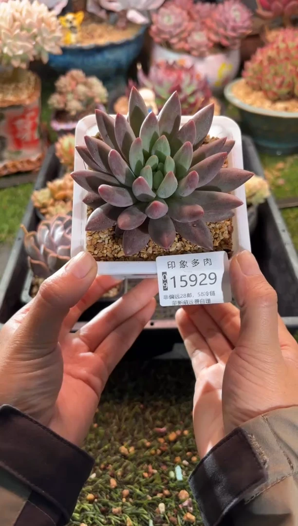 【闪购商品】15929