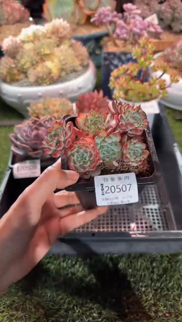 【闪购商品】20507