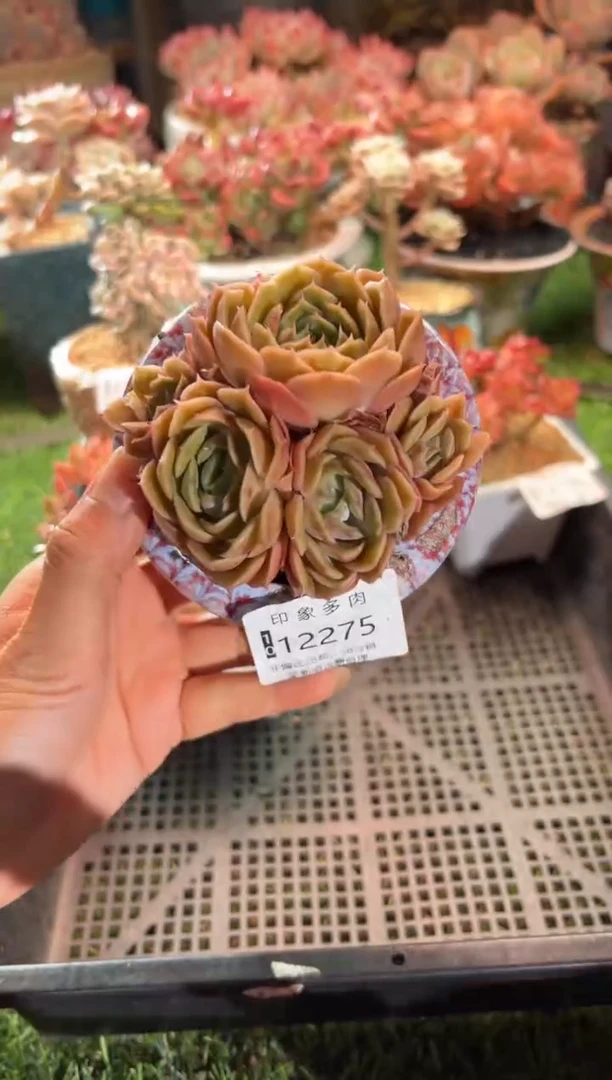 【闪购商品】12275