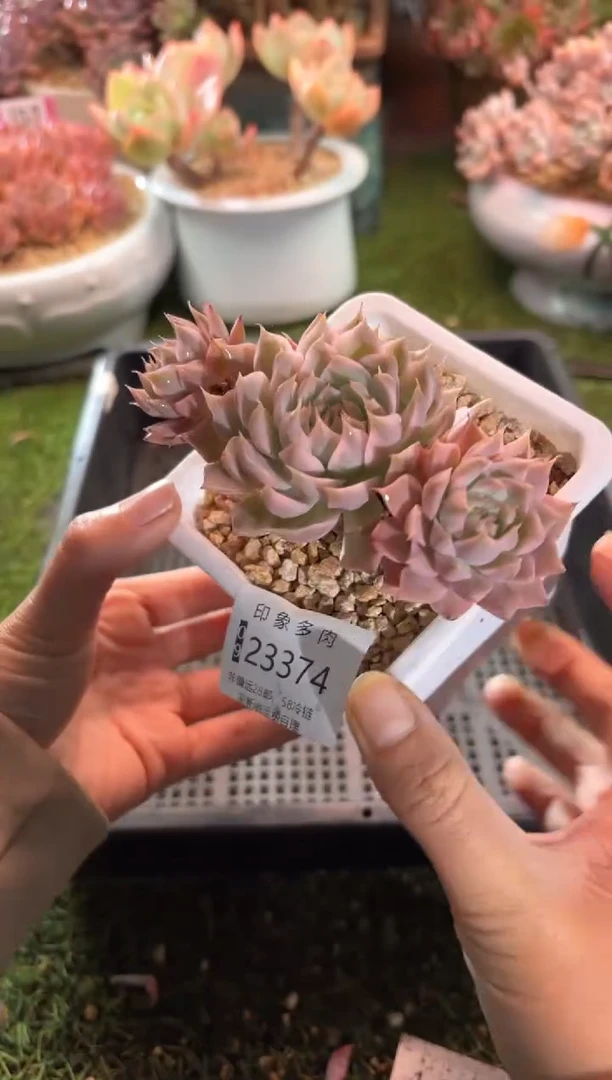 【闪购商品】23374