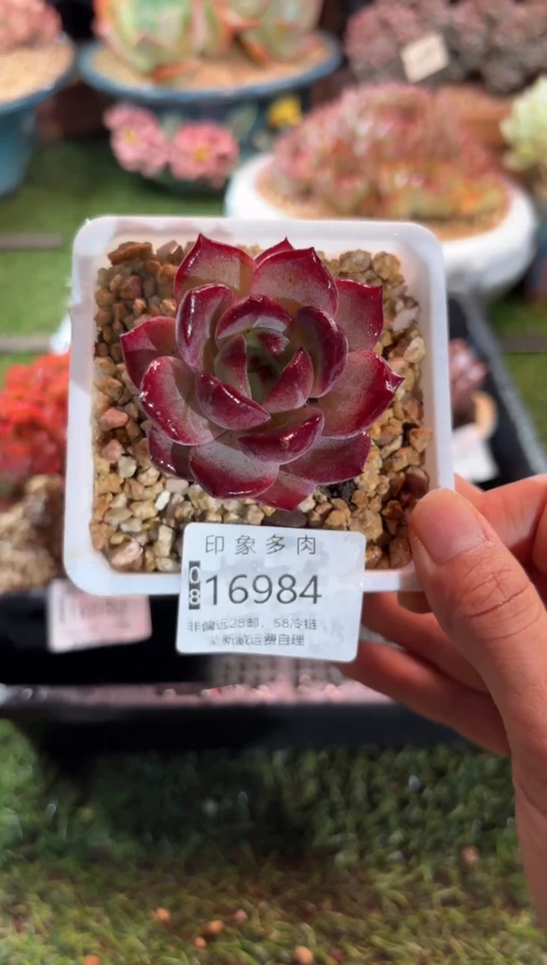 【闪购商品】16984