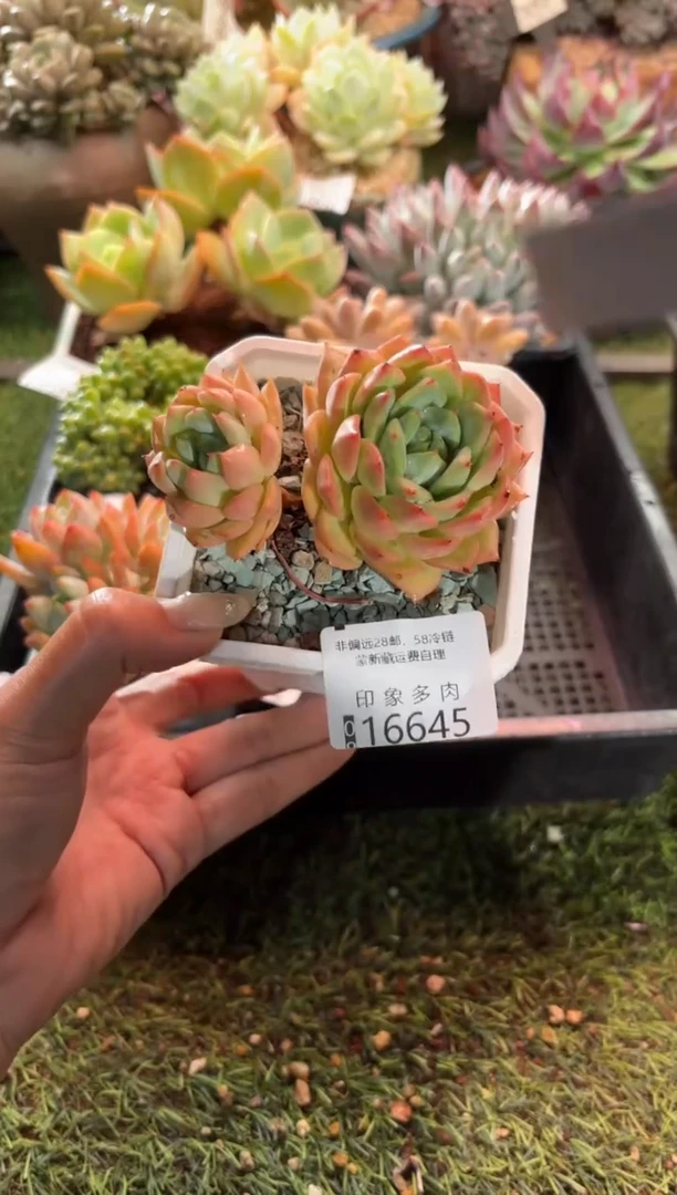 【闪购商品】16645