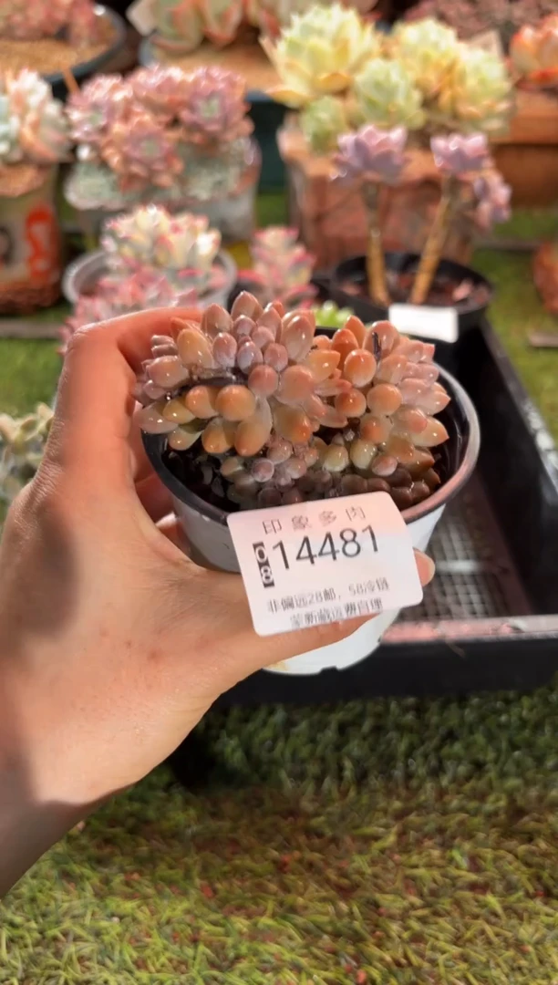【闪购商品】14481