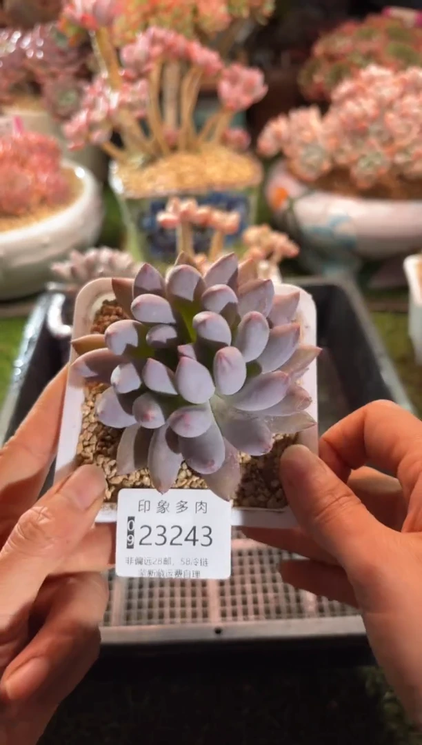 【闪购商品】23243