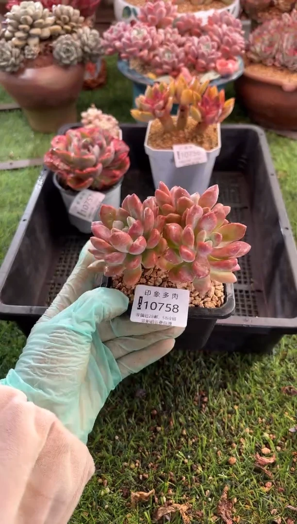 【闪购商品】10758