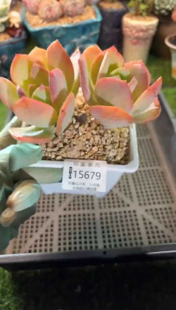 【闪购商品】15679