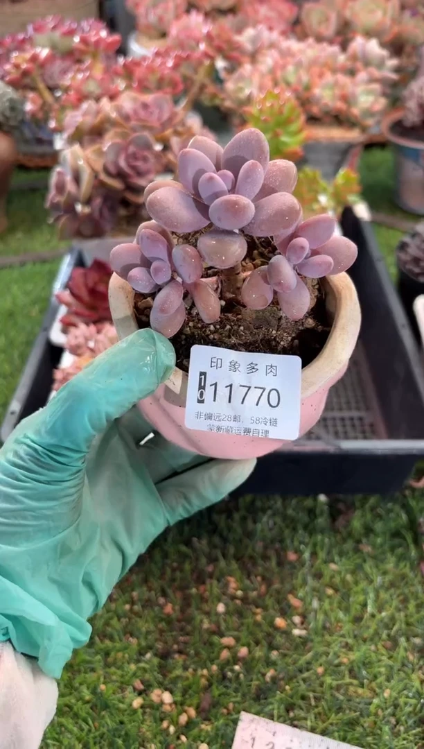 【闪购商品】11770