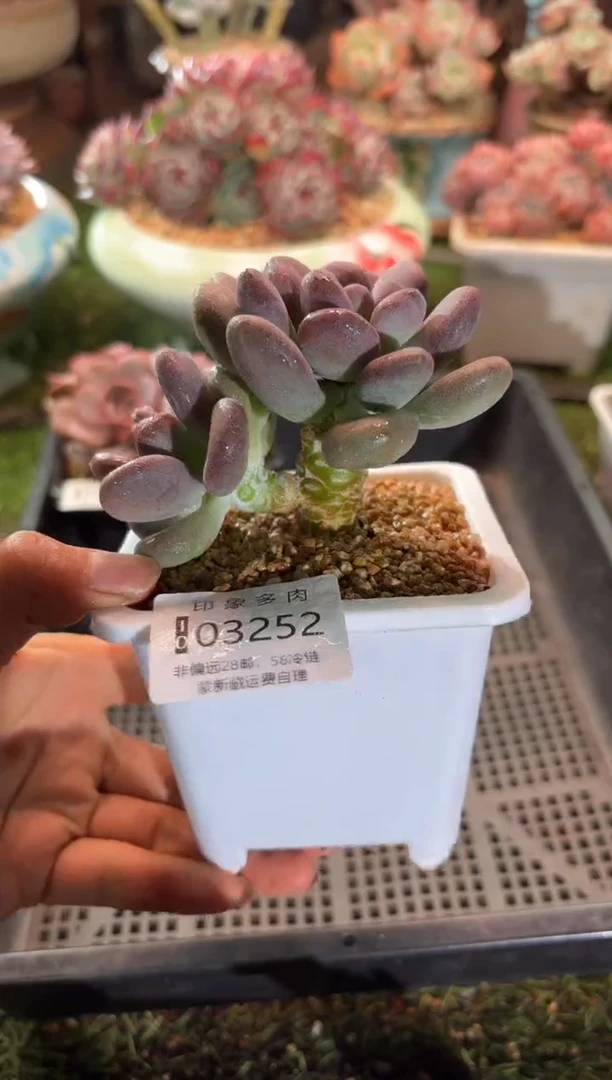 【闪购商品】03252