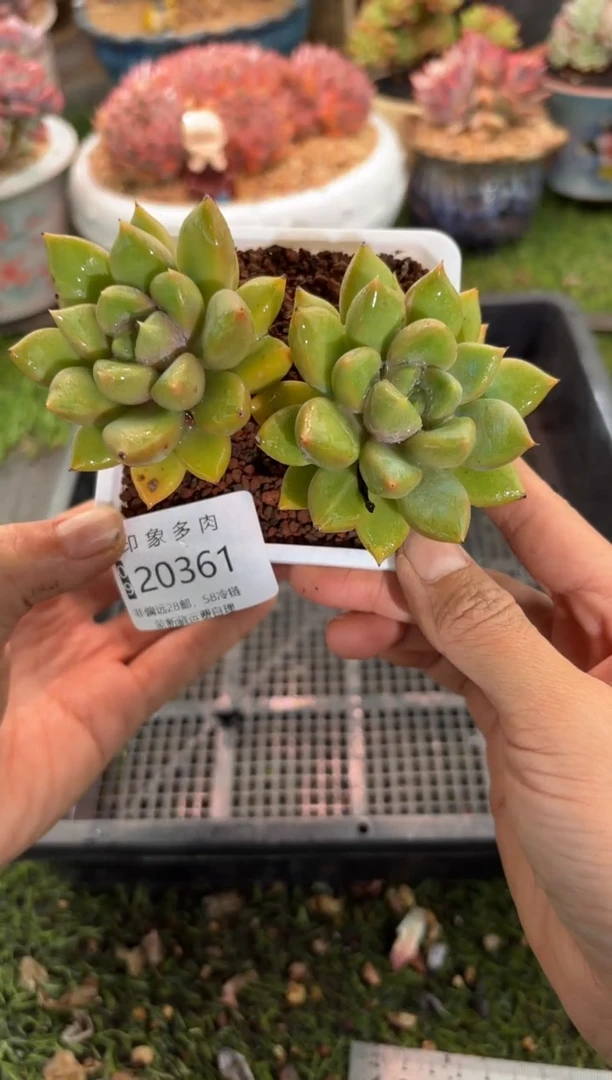 【闪购商品】20361