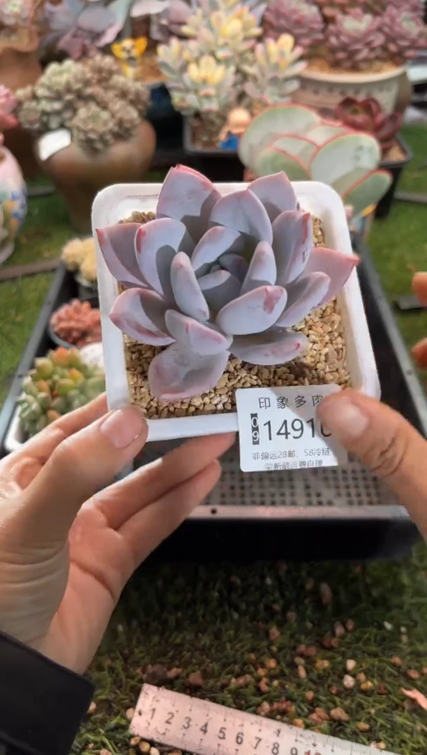 【闪购商品】14916