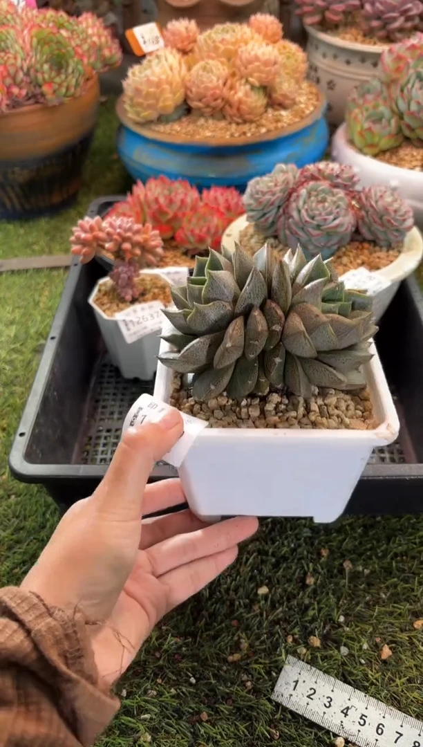 【闪购商品】12639