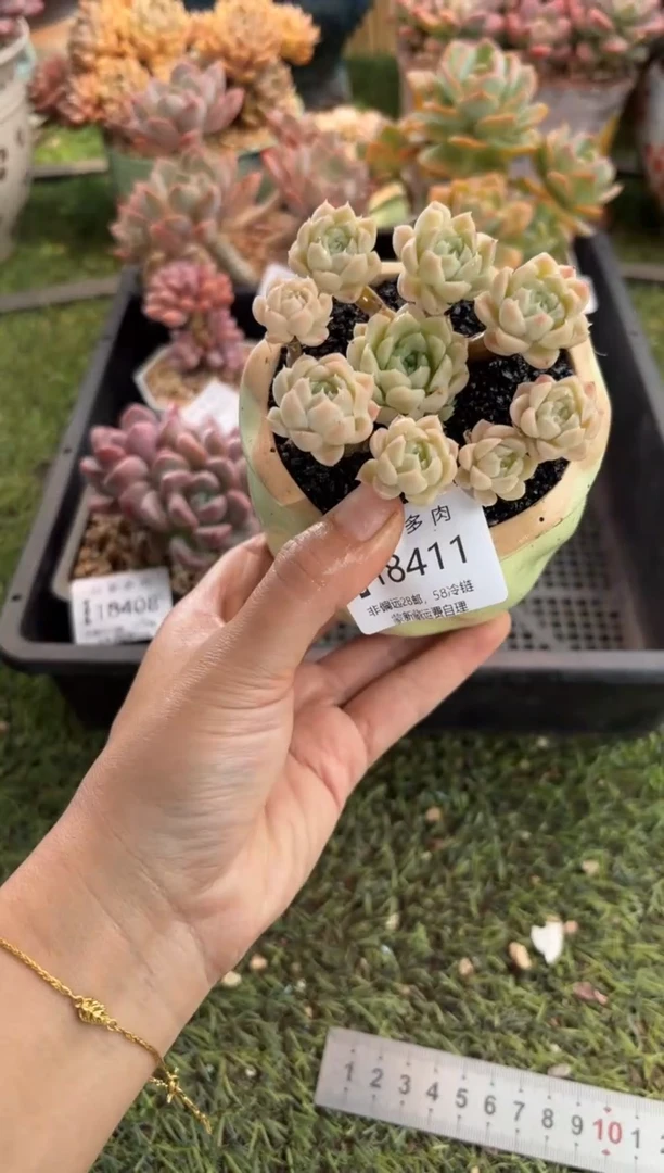 【闪购商品】18411