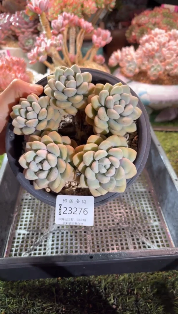 【闪购商品】23276