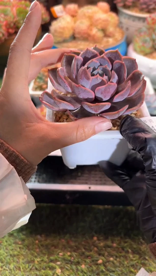 【闪购商品】12543