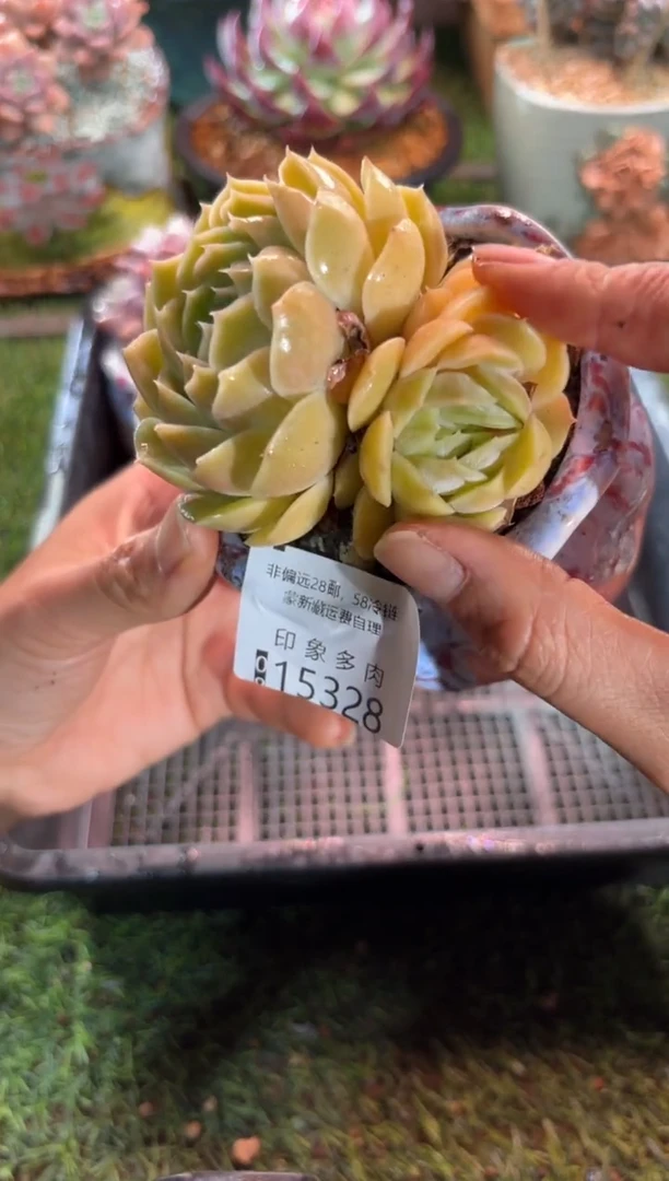 【闪购商品】15328