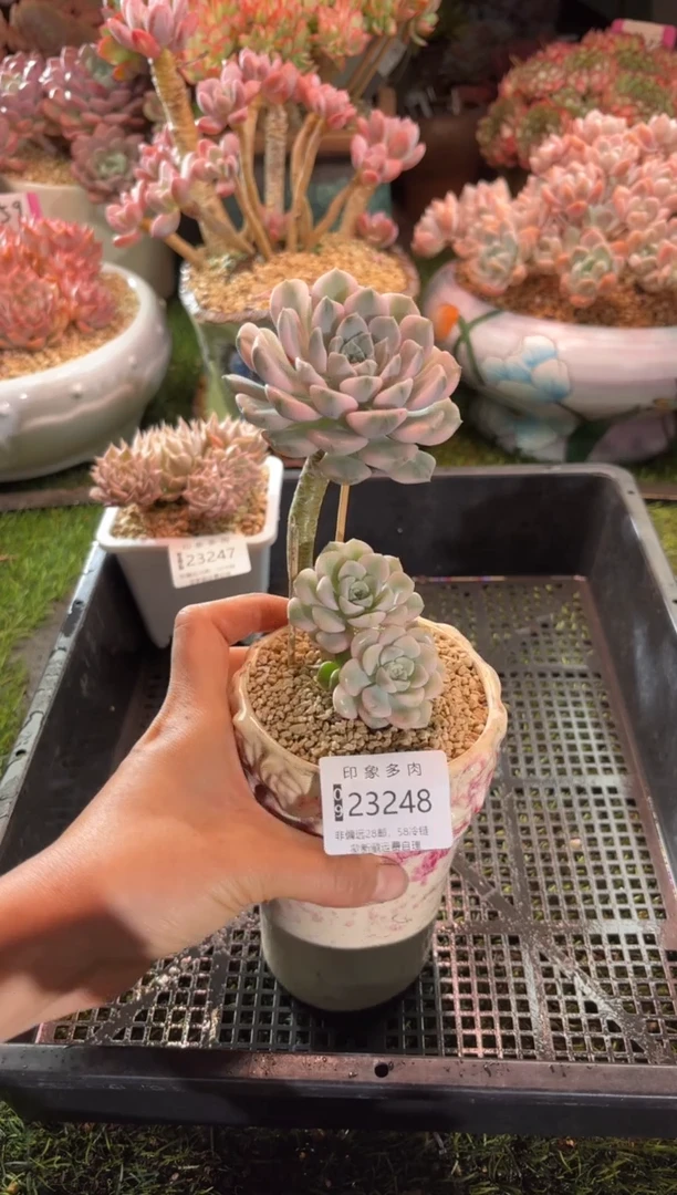 【闪购商品】23248