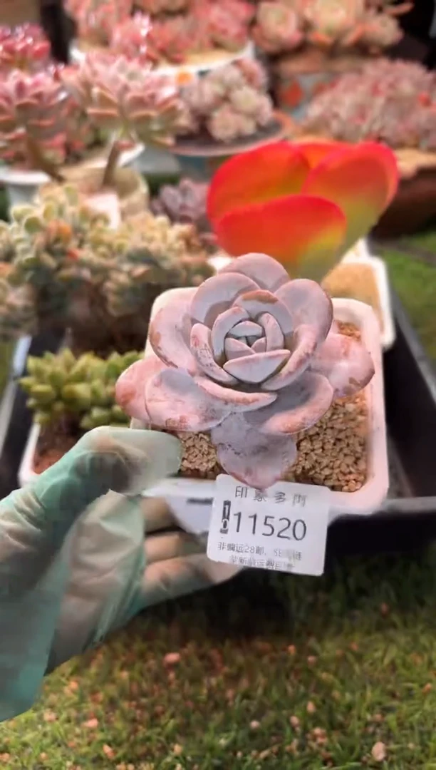 【闪购商品】11520