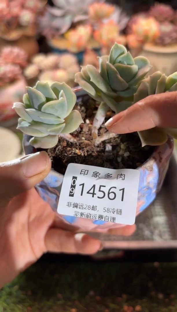 【闪购商品】14561