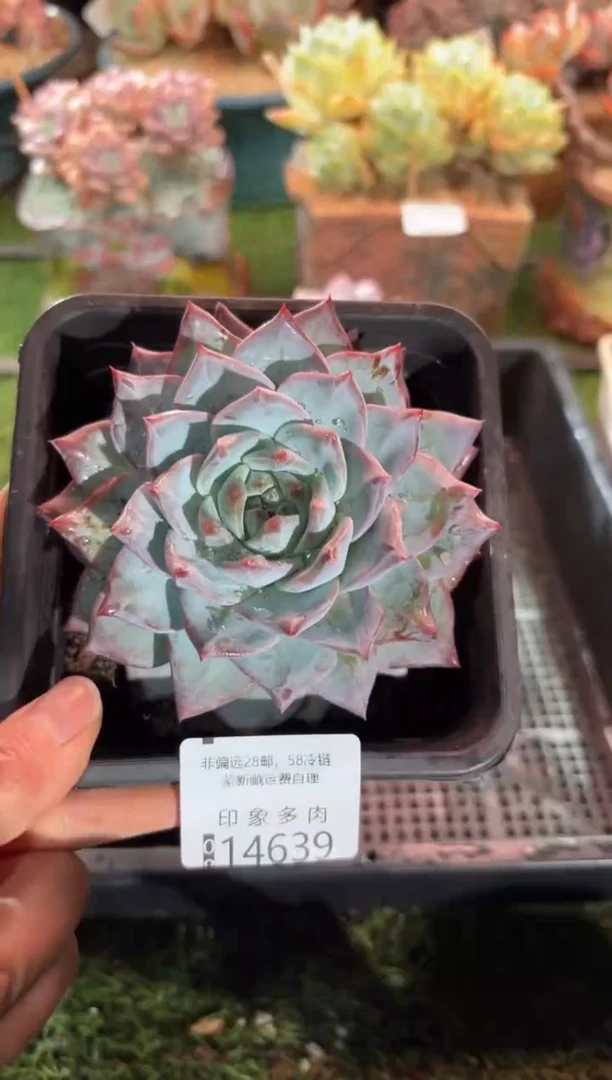 【闪购商品】14639