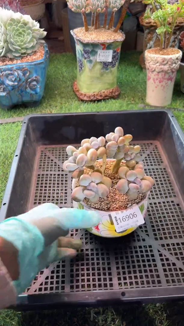 【闪购商品】16906