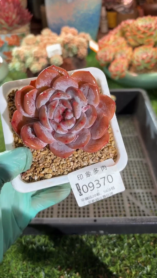 【闪购商品】09370