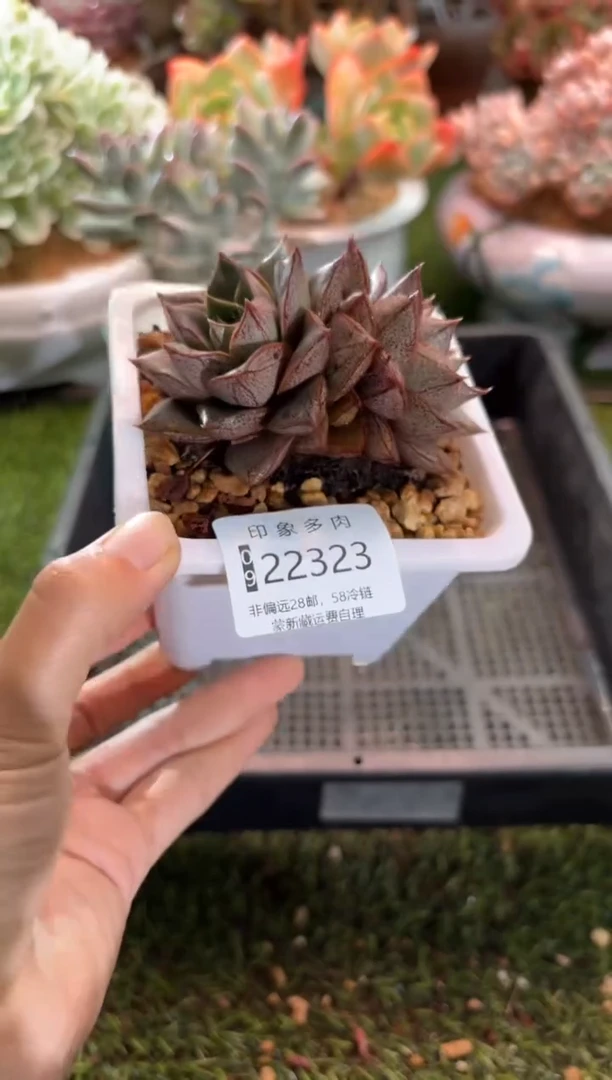 【闪购商品】22323