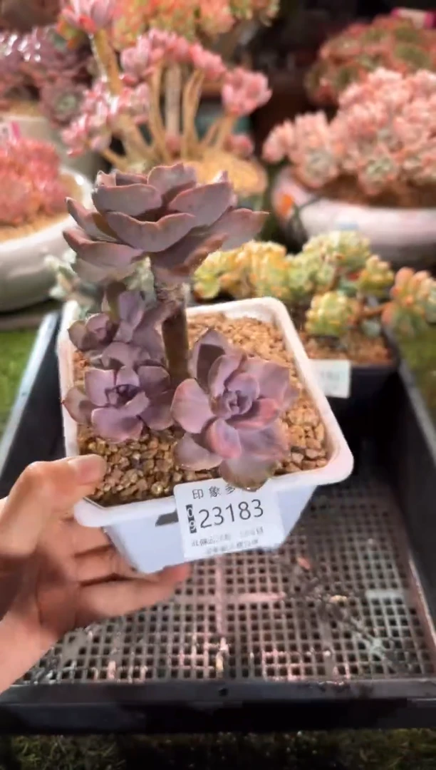 【闪购商品】23183