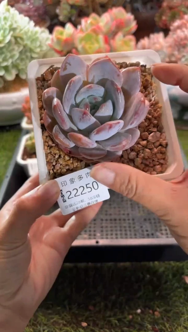 【闪购商品】22250