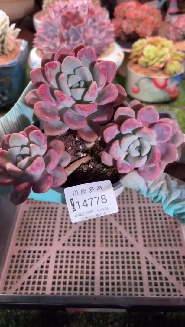 【闪购商品】14778