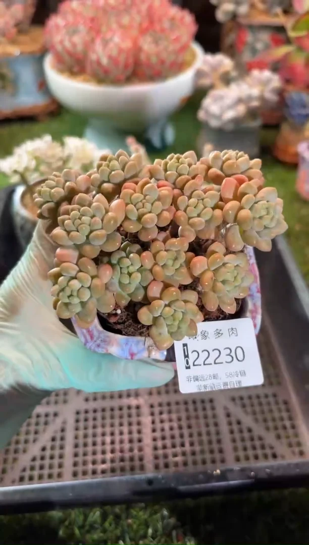 【闪购商品】22230