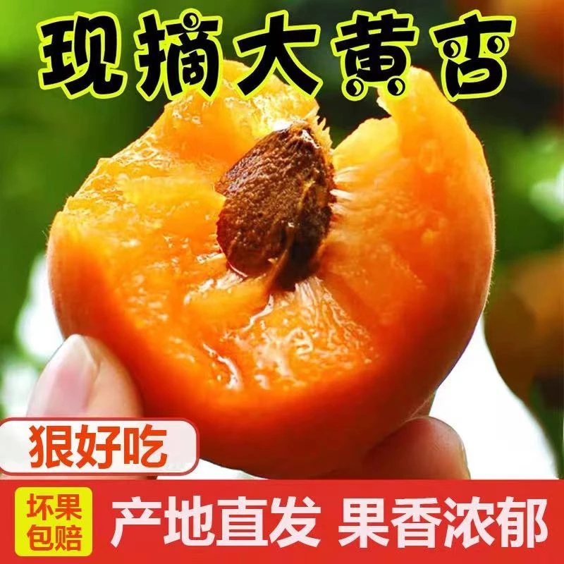 【高山】现摘新鲜大黄杏梅子甜酸应季水果小白红金太阳杏整箱5斤