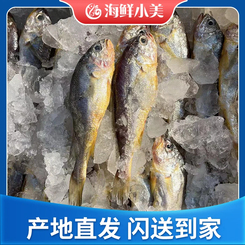 （称重）吕四本港野生新鲜黄鱼~顺丰冷链包邮到家
