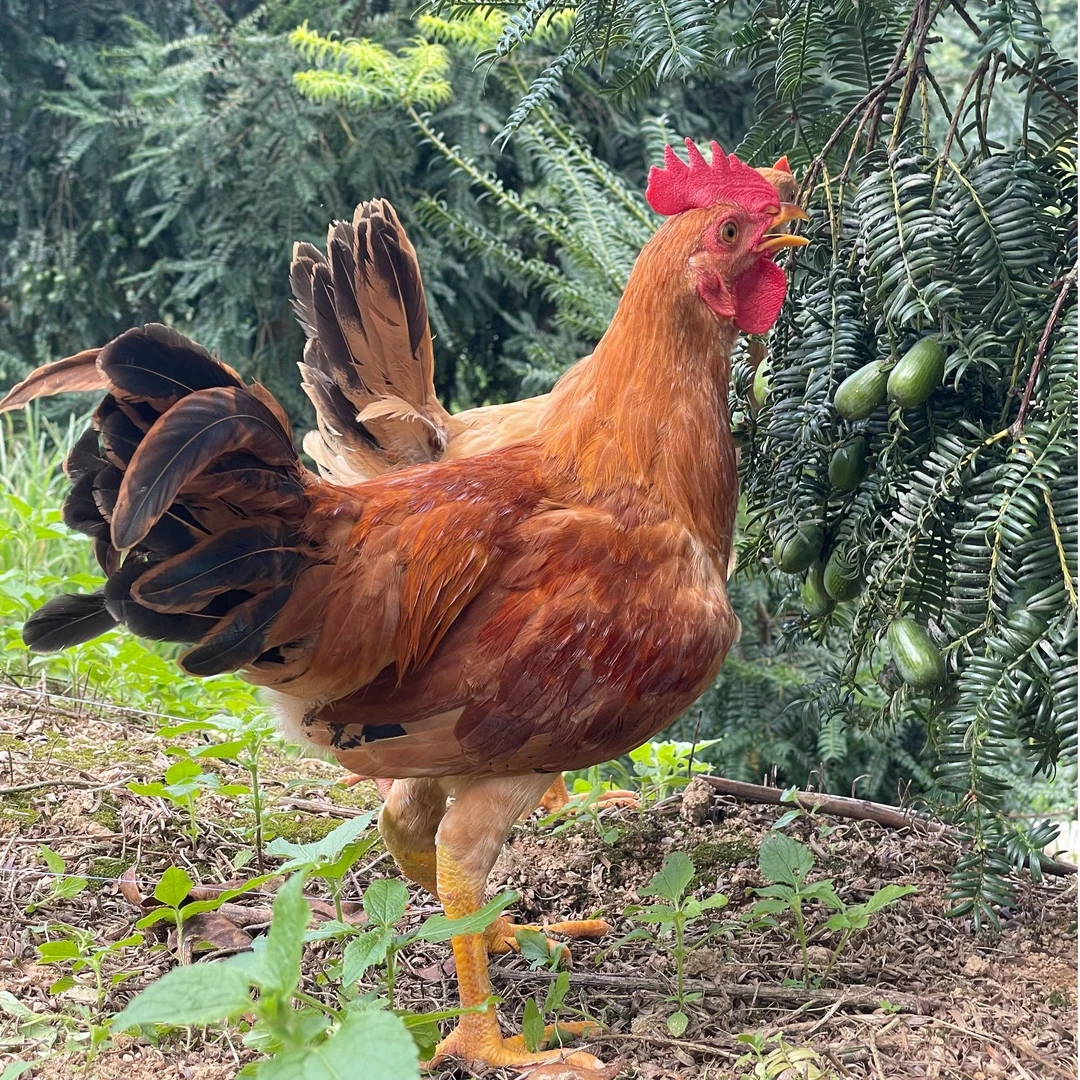 康馨祥香榧鸡香榧林下散养皖南土鸡现杀现发顺丰冷链