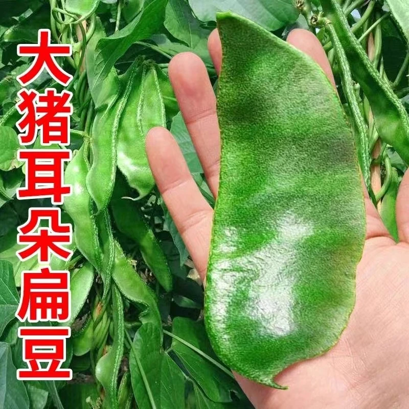 眉豆新鲜猪耳朵扁豆角绿眉豆山东新鲜柴扁豆四季豆当天现摘3斤4斤