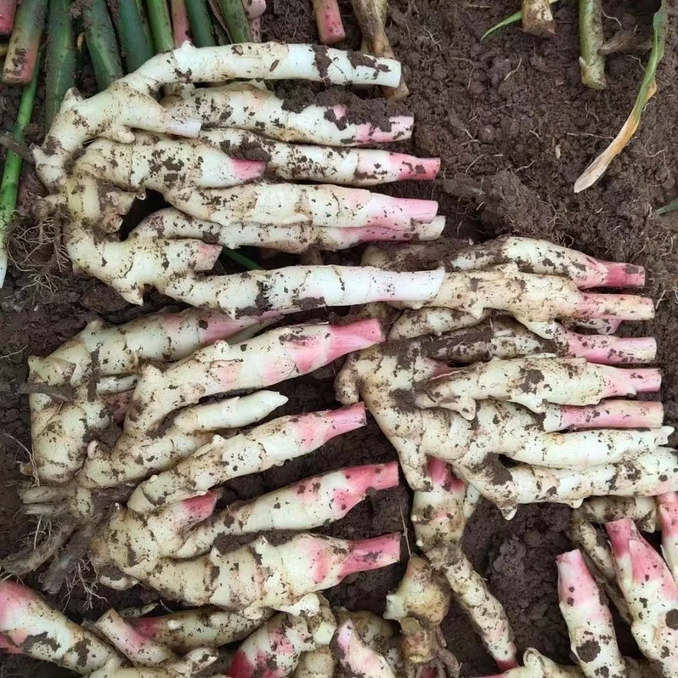 新鲜嫩姜山东红芽鲜姜仔姜当季现挖子姜糖醋泡姜无丝皮薄2.3.斤
