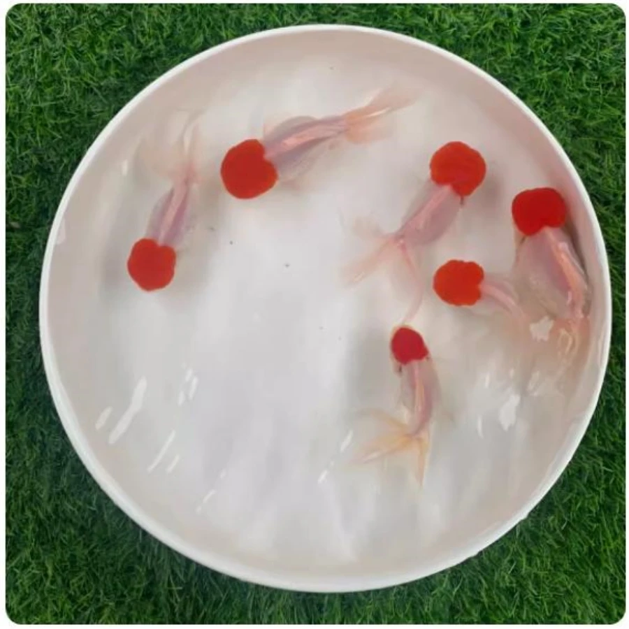 随机发货招财小金鱼鹤顶红国狮小型淡水鱼好养易活体小鱼观赏鱼